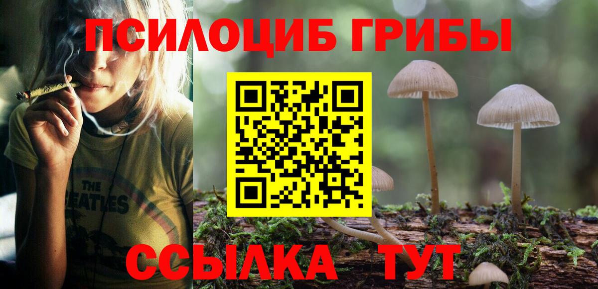 Псилоцибиновые грибы Psilocybe Южноуральск